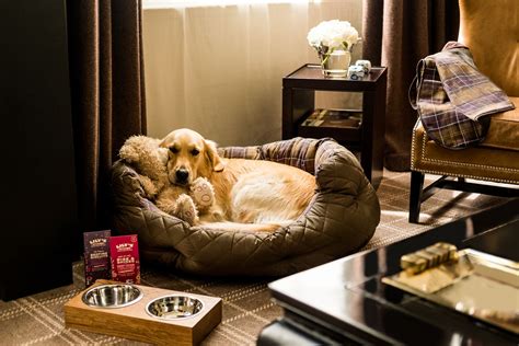 This pet-friendly hotel just took it up a notch with its 'Pampered Pup' offer